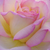 Jaune-rose - Rosiers hybrides de thé - Béke - Peace
